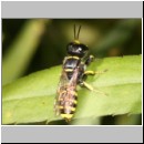 Ectemnius sexcinctus - Grabwespe 04 10mm.jpg